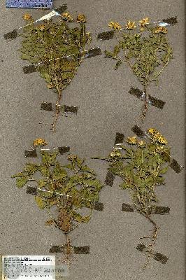 URN_catalog_HBHinton_herbarium_19530.jpg.jpg