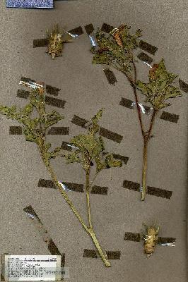 URN_catalog_HBHinton_herbarium_19537.jpg.jpg