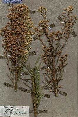 URN_catalog_HBHinton_herbarium_19568.jpg.jpg