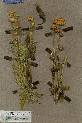URN_catalog_HBHinton_herbarium_19569.jpg.jpg