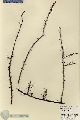 URN_catalog_HBHinton_herbarium_22766.jpg.jpg