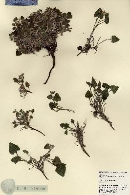 URN_catalog_HBHinton_herbarium_22768.jpg.jpg