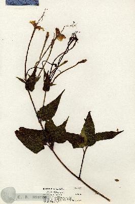 URN_catalog_HBHinton_herbarium_20491.jpg.jpg