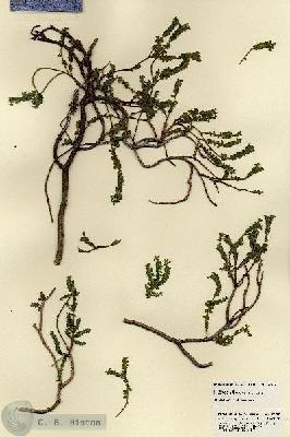 URN_catalog_HBHinton_herbarium_22772.jpg.jpg