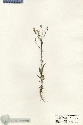 URN_catalog_HBHinton_herbarium_20517.jpg.jpg