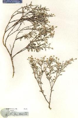 URN_catalog_HBHinton_herbarium_20610.jpg.jpg