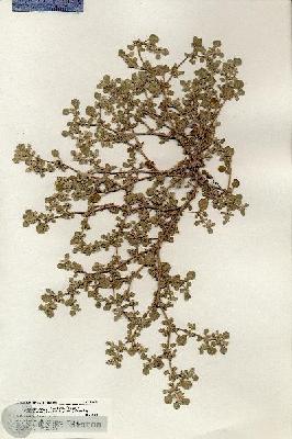 URN_catalog_HBHinton_herbarium_20615.jpg.jpg