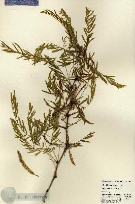 URN_catalog_HBHinton_herbarium_22791.jpg.jpg