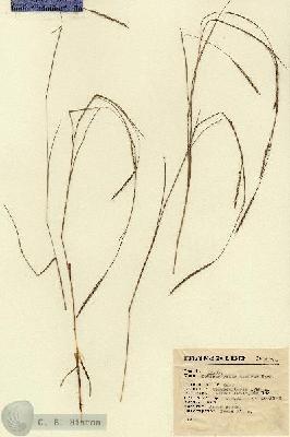 URN_catalog_HBHinton_herbarium_2070.jpg.jpg