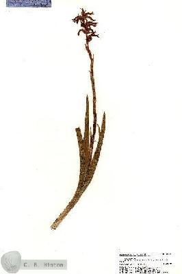 URN_catalog_HBHinton_herbarium_20721.jpg.jpg