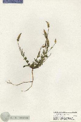 URN_catalog_HBHinton_herbarium_20724.jpg.jpg