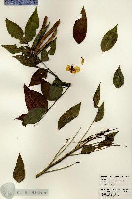 URN_catalog_HBHinton_herbarium_22884.jpg.jpg