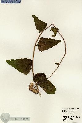 URN_catalog_HBHinton_herbarium_22885.jpg.jpg