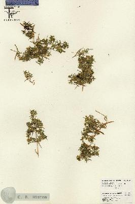 URN_catalog_HBHinton_herbarium_26203.jpg.jpg