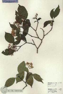 URN_catalog_HBHinton_herbarium_22928.jpg.jpg