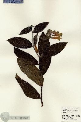URN_catalog_HBHinton_herbarium_22912.jpg.jpg