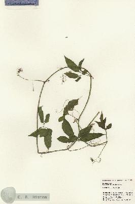URN_catalog_HBHinton_herbarium_22921.jpg.jpg