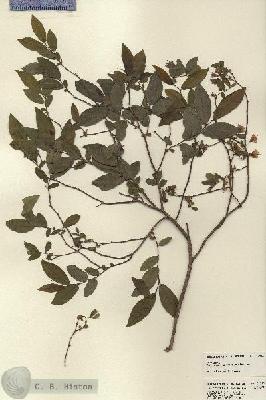 URN_catalog_HBHinton_herbarium_22818.jpg.jpg