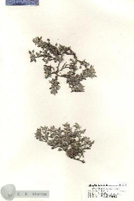 URN_catalog_HBHinton_herbarium_20765.jpg.jpg