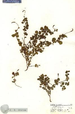 URN_catalog_HBHinton_herbarium_20766.jpg.jpg