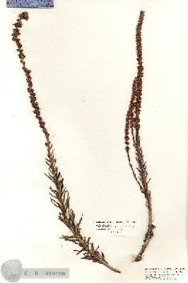URN_catalog_HBHinton_herbarium_20790.jpg.jpg