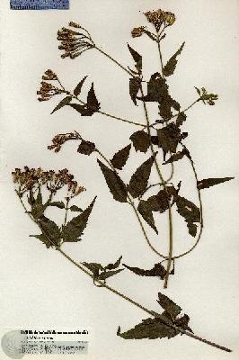 URN_catalog_HBHinton_herbarium_20839.jpg.jpg