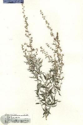 URN_catalog_HBHinton_herbarium_20815.jpg.jpg