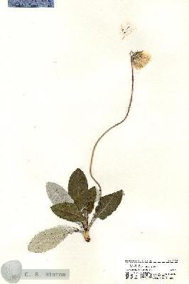 URN_catalog_HBHinton_herbarium_20805.jpg.jpg