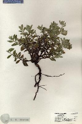 URN_catalog_HBHinton_herbarium_20817.jpg.jpg