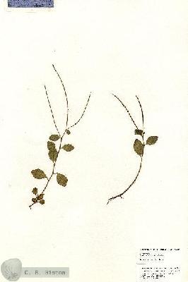 URN_catalog_HBHinton_herbarium_20854.jpg.jpg