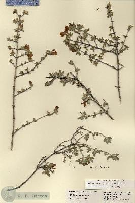 URN_catalog_HBHinton_herbarium_22854.jpg.jpg