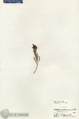 URN_catalog_HBHinton_herbarium_20933.jpg.jpg