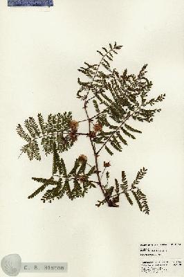 URN_catalog_HBHinton_herbarium_22943.jpg.jpg