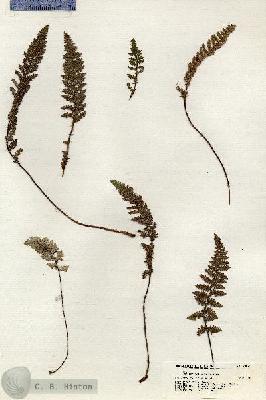 URN_catalog_HBHinton_herbarium_20975.jpg.jpg