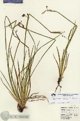 URN_catalog_HBHinton_herbarium_22959.jpg.jpg