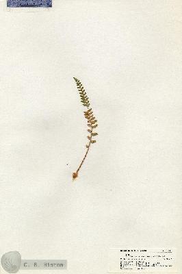 URN_catalog_HBHinton_herbarium_21013.jpg.jpg