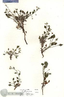 URN_catalog_HBHinton_herbarium_21036.jpg.jpg
