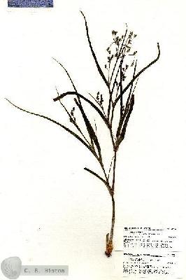 URN_catalog_HBHinton_herbarium_21055.jpg.jpg