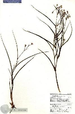 URN_catalog_HBHinton_herbarium_21056.jpg.jpg
