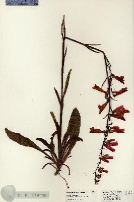 URN_catalog_HBHinton_herbarium_22975.jpg.jpg
