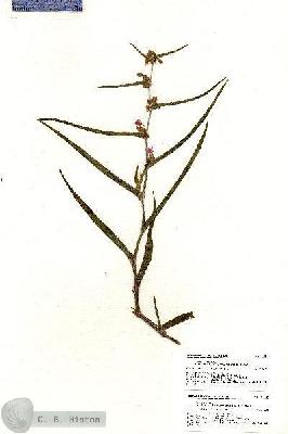 URN_catalog_HBHinton_herbarium_21113.jpg.jpg