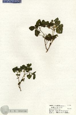 URN_catalog_HBHinton_herbarium_21067.jpg.jpg