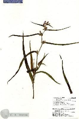 URN_catalog_HBHinton_herbarium_21105.jpg.jpg