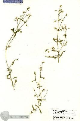 URN_catalog_HBHinton_herbarium_21134.jpg.jpg
