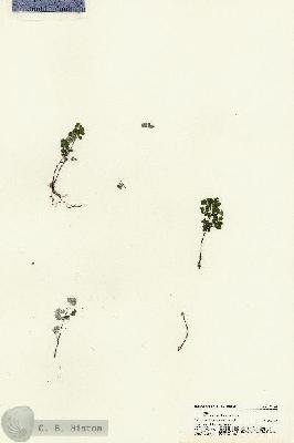 URN_catalog_HBHinton_herbarium_21144.jpg.jpg