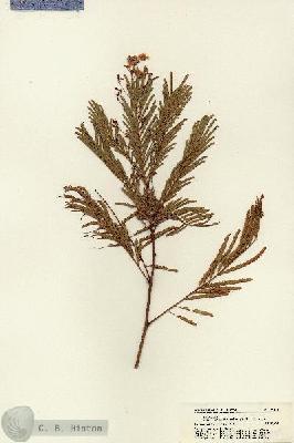 URN_catalog_HBHinton_herbarium_21159.jpg.jpg
