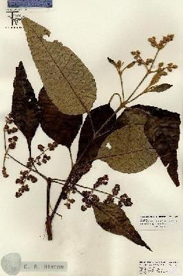 URN_catalog_HBHinton_herbarium_26031.jpg.jpg