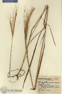 URN_catalog_HBHinton_herbarium_2321.jpg.jpg
