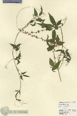URN_catalog_HBHinton_herbarium_23221.jpg.jpg