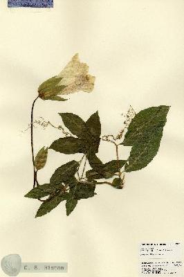 URN_catalog_HBHinton_herbarium_23217.jpg.jpg